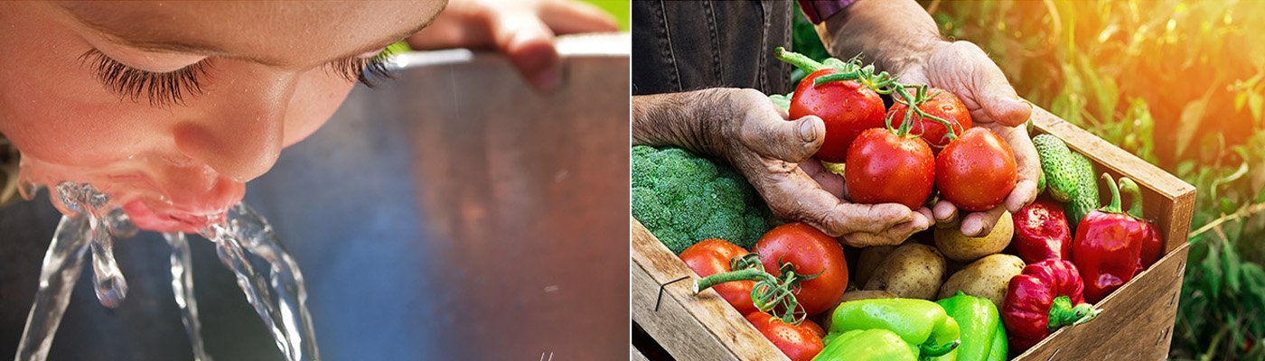 eau potable, mains tenant des légumes