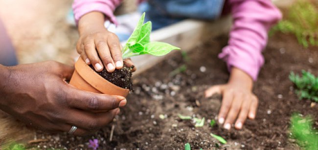 adult hands and child hands hold a plant over soil
