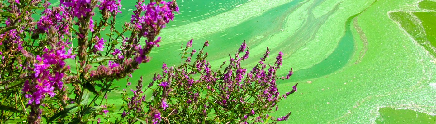 Outdoor plant with purple flowers next to green water.