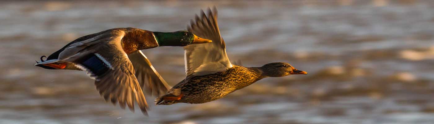 Oiseaux sauvages volant à travers l'eau