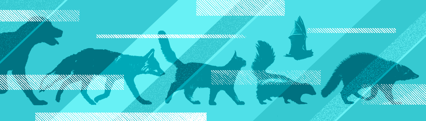 Silhouette of a dog, fox, cat, skunk, bat, and raccoon with a blue pattern overlay