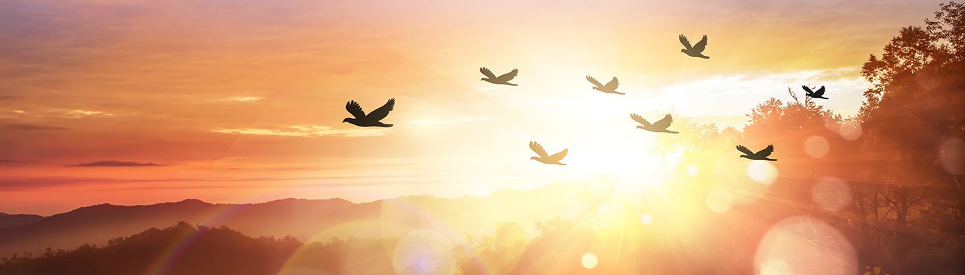 Sunrise with birds flying