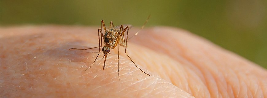 Mosquito biting a hand