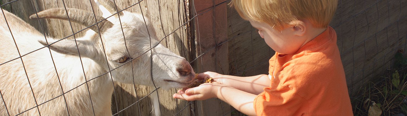 child feeding a goat